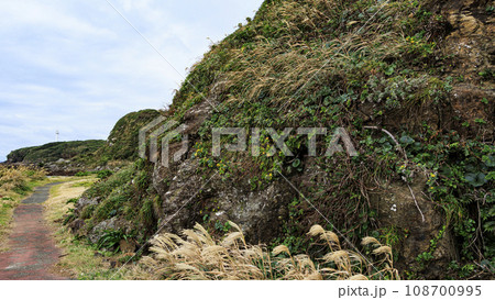 静岡県下田市瓜木崎の晩秋 静岡県下田市瓜木崎の晩秋 108700995