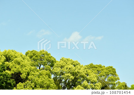 陽光に輝くクスノキの新緑 108701454