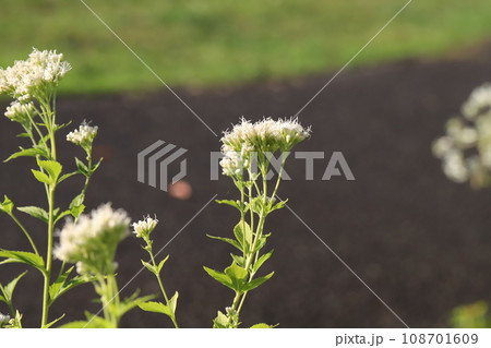 秋の公園に咲く白いフジバカマの花 108701609