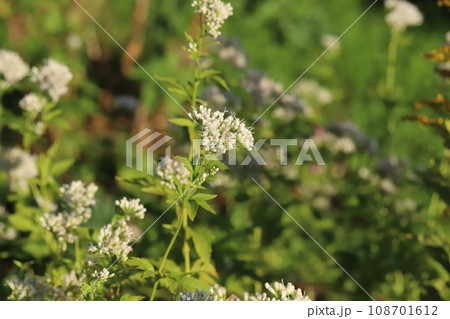 秋の公園に咲く白いフジバカマの花 108701612