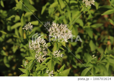 秋の公園に咲く白いフジバカマの花 108701614