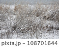 湖岸の枯草に雪 108701644