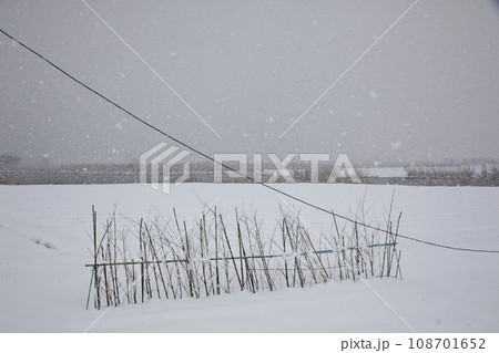 枇杷湖岸雪風景 108701652