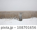 雪の大中の湖、枯れ葦 108701656