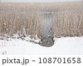 雪の大中の湖、枯れ葦の群生 108701658