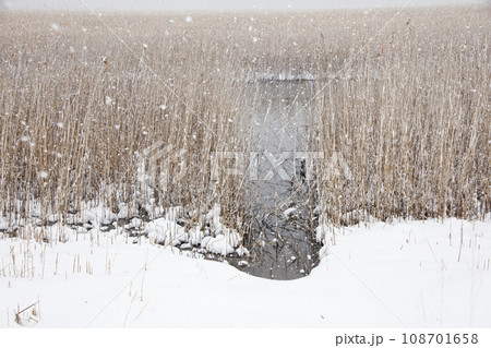 雪の大中の湖、枯れ葦の群生 108701658