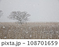 雪の大中の湖、枯れ葦の群れの中に木立 108701659