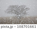 枯れ葦の中に立つ木立に雪降る 108701661