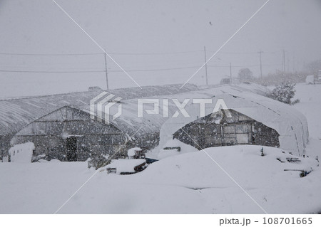 ビニールハウスに雪降る 108701665