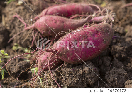 収穫した土つきのさつま芋 108701724