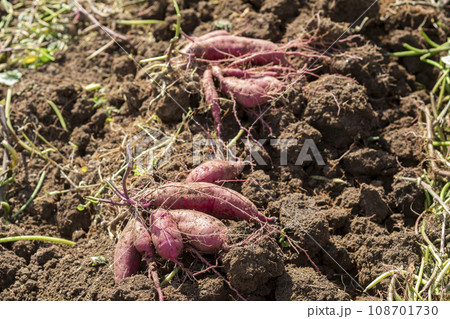 土つきの薩摩芋 土つきの薩摩芋 108701730