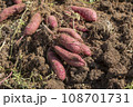 収穫したさつま芋 108701731