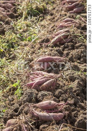 畑にたくさんの掘りたてさつま芋 畑にたくさんの掘りたてさつま芋 108701753