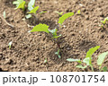 発芽した秋野菜の苗 108701754
