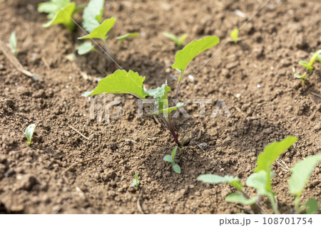 発芽した秋野菜の苗 発芽した秋野菜の苗 108701754