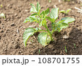 家庭菜園で育てた野菜の新芽 108701755