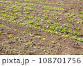 発芽した畑の野菜 108701756