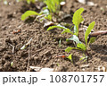 家庭菜園で芽を出した秋野菜の新芽 108701757