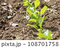 畑に植えられた野菜の新芽 108701758