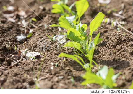 畑に植えられた野菜の新芽 畑に植えられた野菜の新芽 108701758