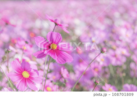 可憐に咲く秋桜 可憐に咲く秋桜 108701809