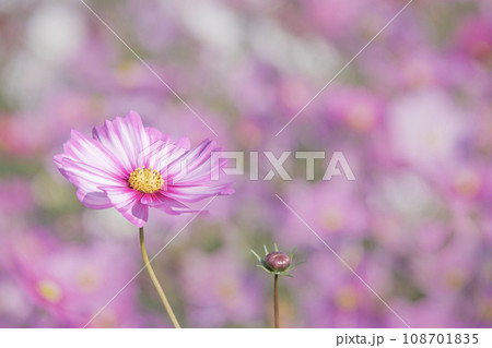 可憐に咲く秋桜 108701835