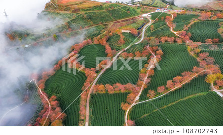 Cherry blossom and tea hill in Sapa, Vietnam. 108702743