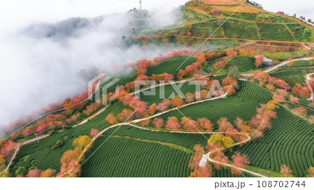 Cherry blossom and tea hill in Sapa, Vietnam. Cherry blossom and tea hill in Sapa, Vietnam. 108702744