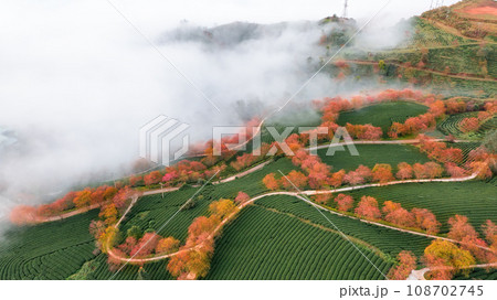 Cherry blossom and tea hill in Sapa, Vietnam. Cherry blossom and tea hill in Sapa, Vietnam. 108702745