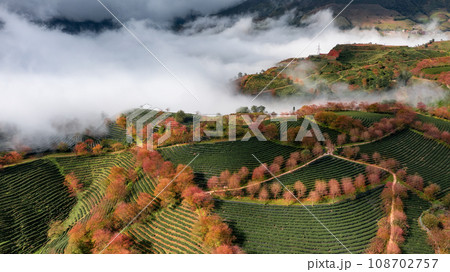 Cherry blossom and tea hill in Sapa, Vietnam. 108702757