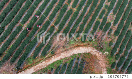 Cherry blossom and tea hill in Sapa, Vietnam. 108702772