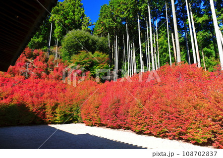 【福岡県】晴天の呑山観音寺の百観音堂のドウダンツツジ 【福岡県】晴天の呑山観音寺の百観音堂のドウダンツツジ 108702837