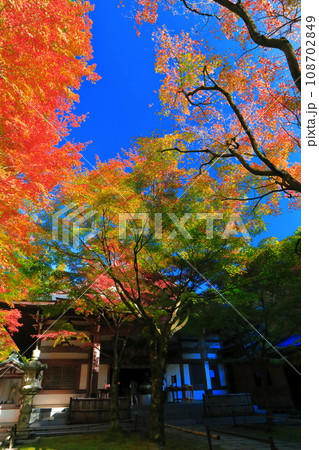 【福岡県】晴天の天王院本堂の紅葉(呑山観音寺) 【福岡県】晴天の天王院本堂の紅葉(呑山観音寺) 108702849