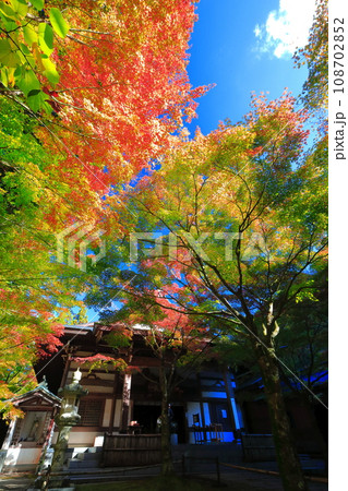 【福岡県】晴天の天王院本堂の紅葉（呑山観音寺） 108702852