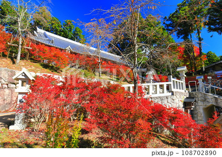 【福岡県】晴天の呑山観音寺の百観音堂のドウダンツツジ 108702890