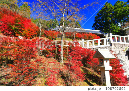 【福岡県】晴天の呑山観音寺の百観音堂のドウダンツツジ 108702892