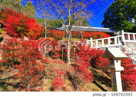 【福岡県】晴天の呑山観音寺の百観音堂のドウダンツツジ 108702893