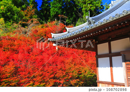 【福岡県】晴天の呑山観音寺の百観音堂のドウダンツツジ 108702898