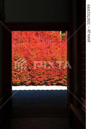 【福岡県】呑山観音寺の百観音堂のドウダンツツジ 108702899