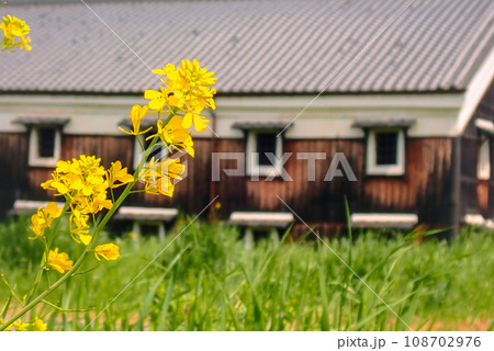 京都市伏見区の春を告げる菜の花の咲く酒蔵を撮影したもの 108702976