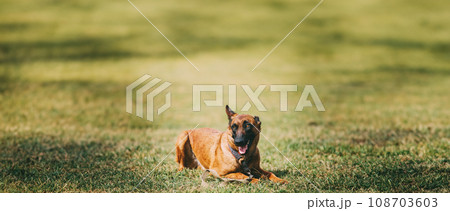 Panorama, Panoramic View Shot Scene Copy Space Malinois Dog Sit Outdoors In Grass. Belgian Sheepdog Are Active, Intelligent, Friendly, Protective, Alert And Hard-working. Shepherd, Belgium, Chien De 108703603