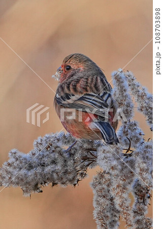 ベニマシコ 108703898