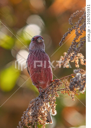 ベニマシコ 108703931