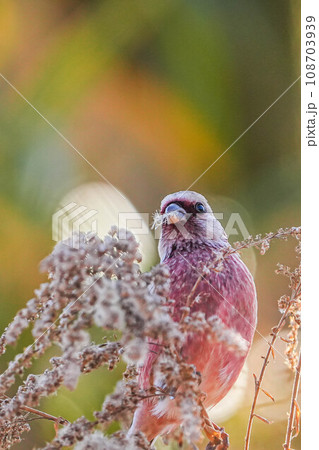 ベニマシコ 108703939