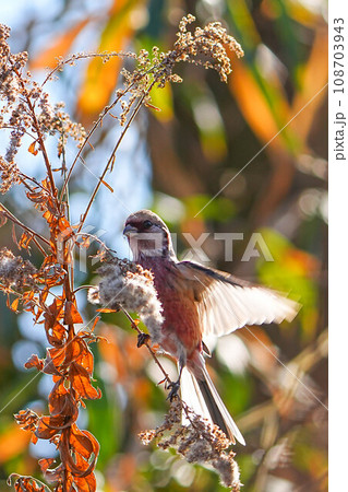 ベニマシコ 108703943