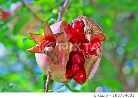 裂けて開いて真っ赤な外皮が見えるザクロの実(秋、十一月) 裂けて開いて真っ赤な外皮が見えるザクロの実(秋、十一月) 108704003