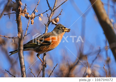 アトリ アトリ 108704072