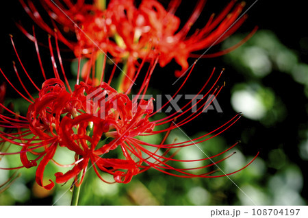 お彼岸の花 お彼岸の花 108704197