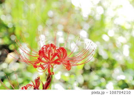 お彼岸の花 108704210