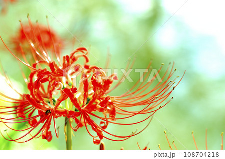 お彼岸の花 お彼岸の花 108704218